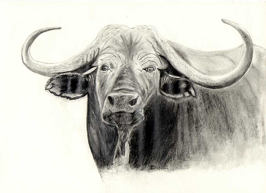 Buffle